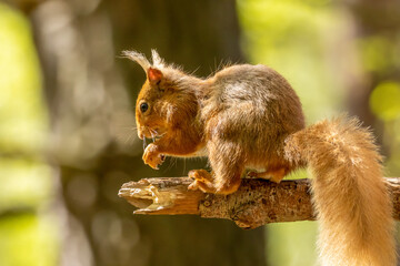 Cute little scottish red squirrel in the forest