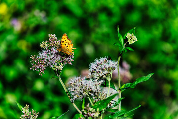 Butterfly on Wildflowers: A Close-Up from Barcelona's Green Forests
