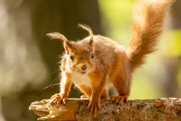 Cute little scottish red squirrel in the forest