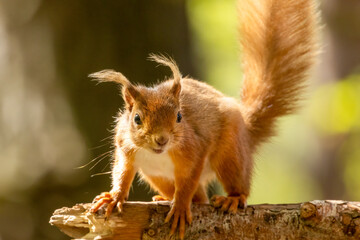 Cute little scottish red squirrel in the forest