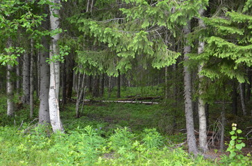 Forest in sweden