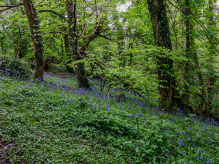 Bluebells on a slope in a Cornish Forest.