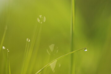 grass with dew drops