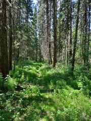 Fototapeta premium Nature 