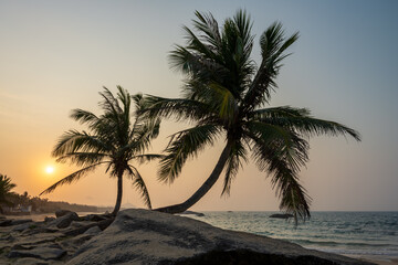silhouette of palm trees on the beach
