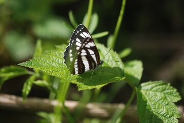 butterfly on a flower