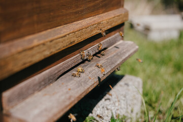 Bees buzzing busily at the entrance of their hive, returning from a productive forage in the...