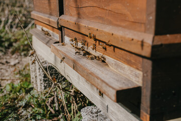 Bees gather at their hive’s threshold, the critical point of exchange between the natural...