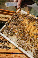 A hive frame alive with activity as honeybees work on sealing honeycombs, a crucial process in...