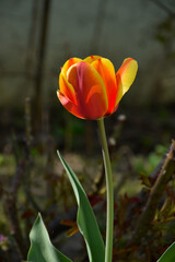 Orange and yellow tulip flower, sunlight on petals, spring garden, warm sunny day.