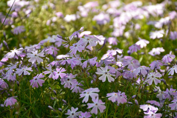 Phlox subulata, small purple flowers blooming in green meadow, sunlight, warm spring day, close up view.