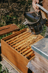 Gentle wisps of smoke curl from an old bee smoker, a tool vital for beekeepers managing their hives...