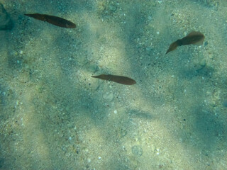 Squids in the underwater expanses of the Red Sea.