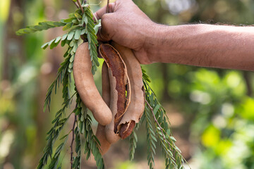 Hand holding some Tamarind Fruits, green leaves with Blurry Background. Selective Focus