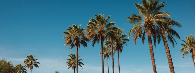 Fototapeta premium blue background , palm trees, summer sun and white brush strokes for seasonal graphic design, Hot Sunny Days