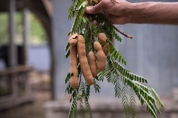 Hand holding some Tamarind Fruits, green leaves with Blurry Background. Selective Focus