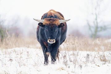 Close up photo of The aurochs (Bos primigenius) in winter landscape. Milovice, Czech repbulic. 