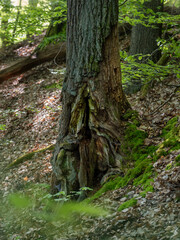 Sehr alte Eiche hohl und knorrig im Wald, Dammelsberg Marbach,