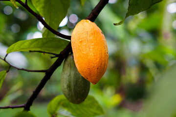 Cocoa fruit being ripe at the tree. Cocoa or Chocolate fruit, for advertising or article photo...