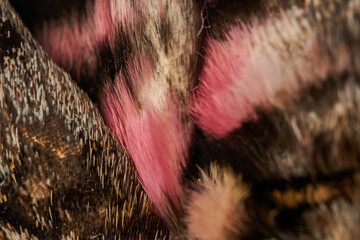 details of a gray moth with dead rose Agrius convolvuli