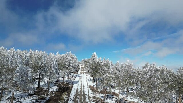 Vista aérea de un camino nevado con arboles
