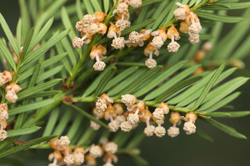 Yew tree branch with spring flowers in the garden