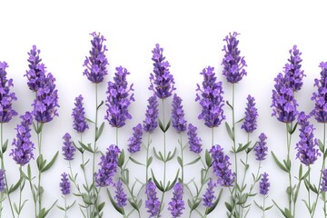 White background with a single lavender blossom. Generative Ai
