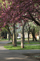 Spring blossom. Pink sakura in bloom