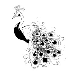 pearl peacock vector