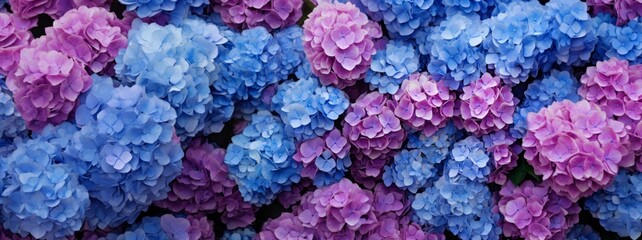 Selective focus on beautiful bush of blooming blue, purple Hydrangea or Hortensia flowers (Hydrangea macrophylla) and green leaves under the sunlight in summer. Natural background.