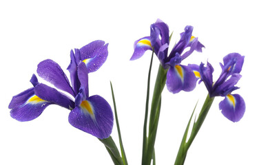 Beautiful violet iris flowers with water drops isolated on white