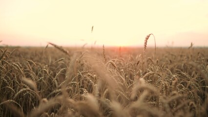 Naklejka premium ears of wheat on the field during sunset. farming a wheat harvesting agribusiness concept. walk in a large wheat field. big harvest of wheat in summer on the field sunlight landscape
