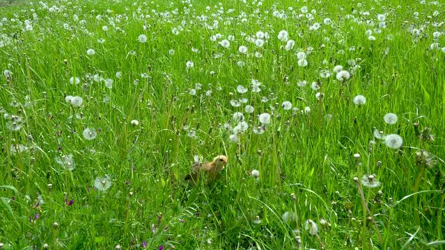 Little chicken walks in the grass