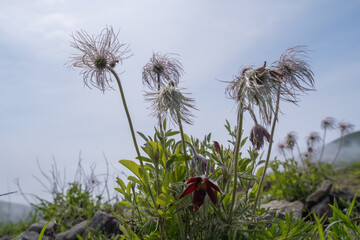 北九州市のカルスト台地平尾台に群生する翁草の花と綿毛