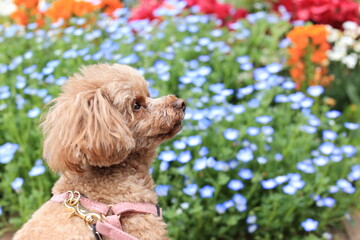 ネモフィラとトイ・プードル