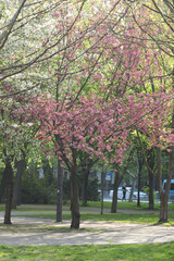 Spring blossom. Pink sakura in bloom