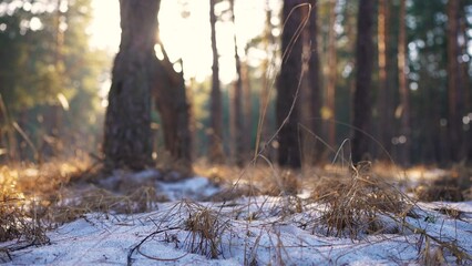 spring forest with remnants of snow. spring forest nature concept. sunny nature of lifestyle a...