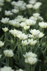 Fototapeta premium Spring field with pattern of beautiful tenderness white tulips