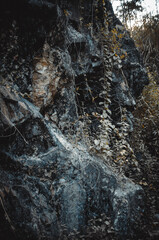 background of wild plant leaves