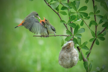 Mother sunbird feeding the chicks © Riadi