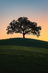 Lone Oak Tree on Hill Silhouetted Against Sunset Sky