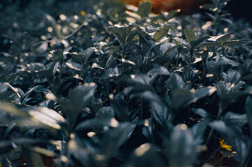 background of wild plant leaves