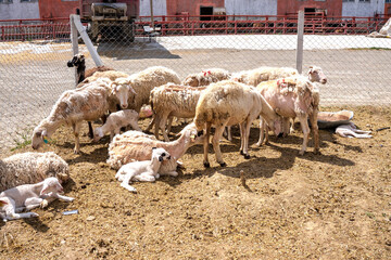 flock of sheep in farm