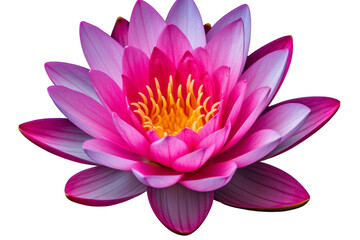 Ethereal Elegance: A Pink Flowers Golden Secret. On a White or Clear Surface PNG Transparent Background.