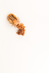 Macro - Big tick, full of blood, having eggs on the white background