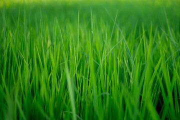 A close up photo of fresh and vibrant green rice plants