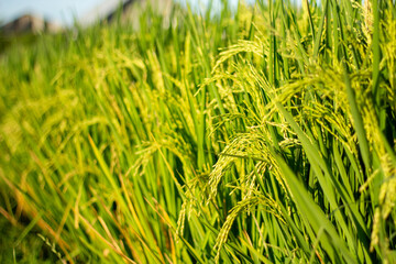 A closeup photo of drooping rice grains