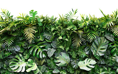 Fototapeta premium Green wall of tropical plants isolated on white or transparent background