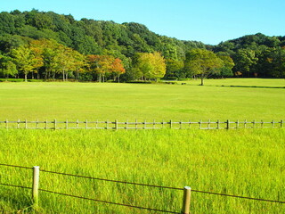草原と林のある秋の21世紀の森と広場風景