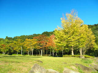 桂の黄葉の木のある秋の21世紀の森と広場風景